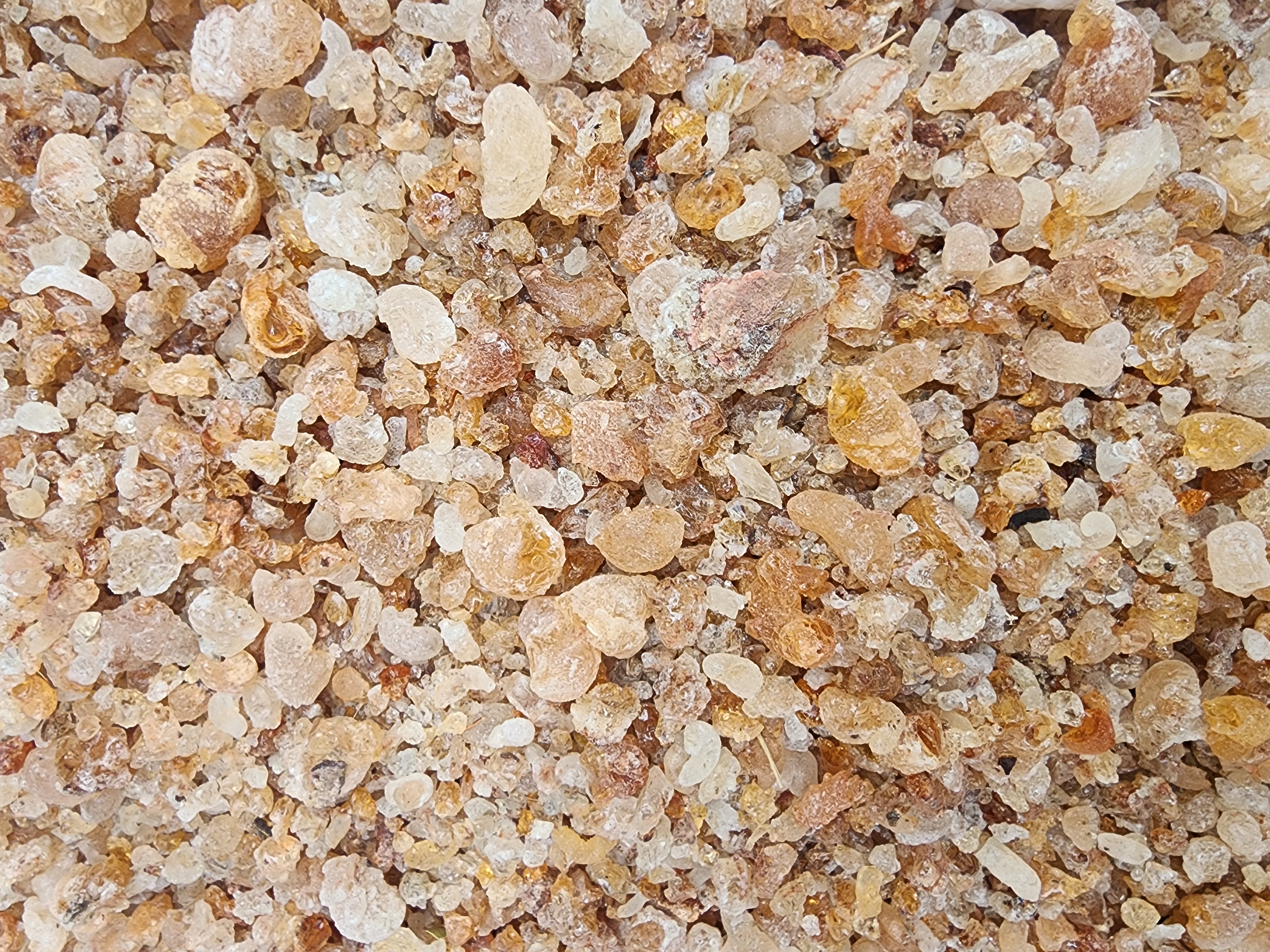 Talha (Acacia Seyal)