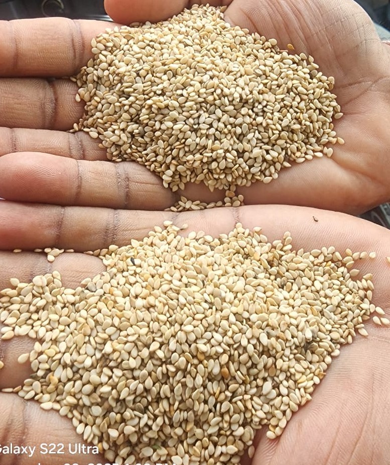 Natural Whitish sesame seeds