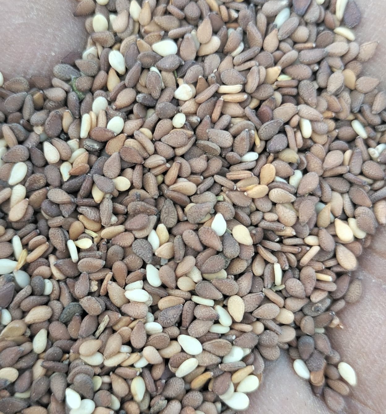 Red Sesame Seeds